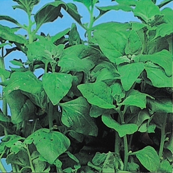 種 野菜たね 健康野菜 つる菜（浜ホウレン草) 1袋(10ml)