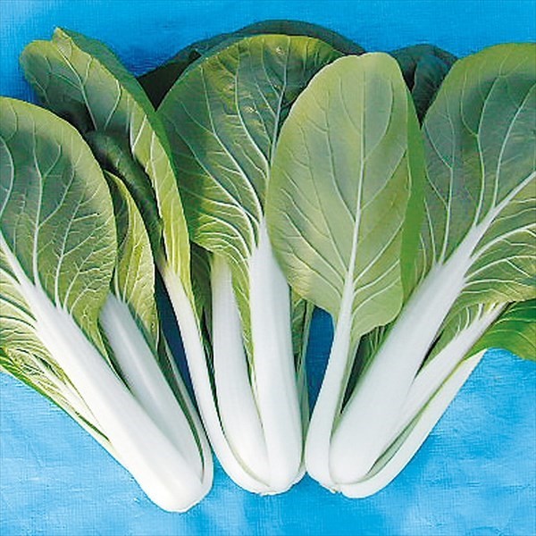 種 野菜たね 健康野菜 F1やわらかしろな 1袋(5ml)