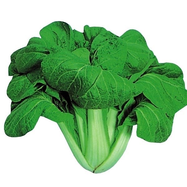 種 野菜たね 健康野菜 大阪しろな 1袋(10ml)