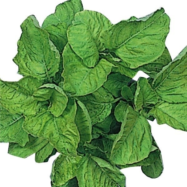 種 野菜たね 世界の野菜 バイアム（ヒユナ) 1袋(5ml)