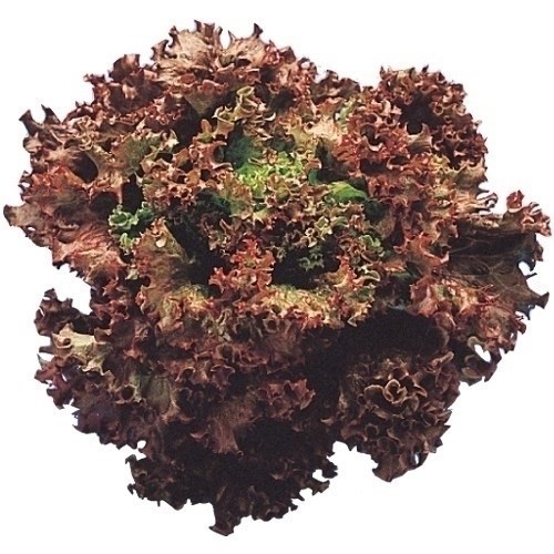 種 野菜たね レタス サニーレタス 1袋(1.5ml)