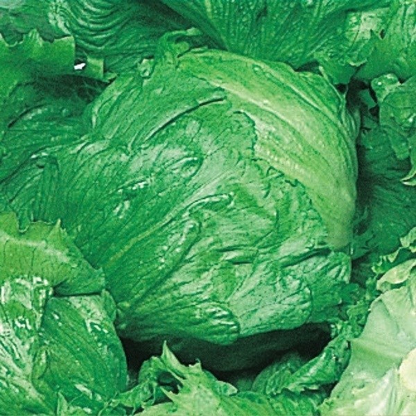 種 野菜たね レタス 早生サリナス 1袋(2ml)