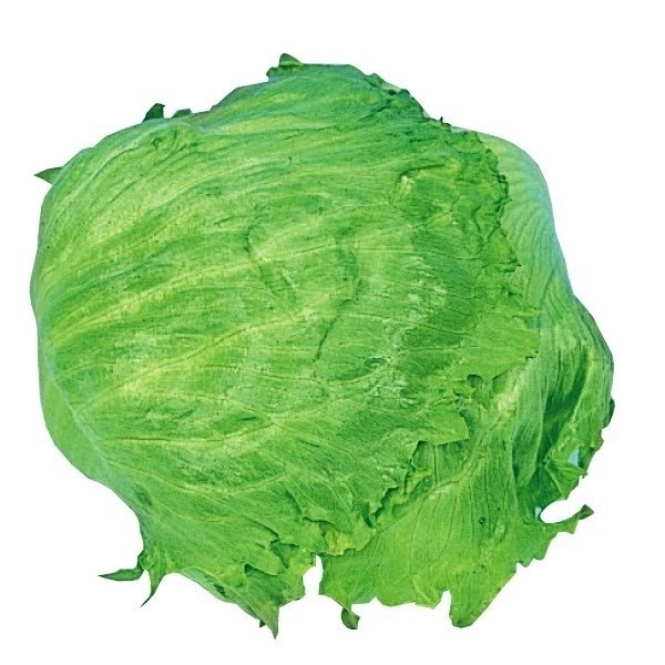 種 野菜たね レタス グレートレーク 1袋(2ml)