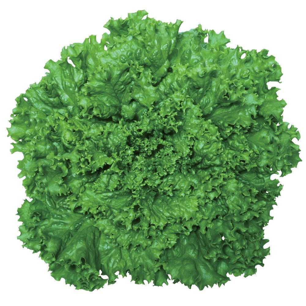 種 野菜たね レタス グリーンリーフ 1袋(2ml)