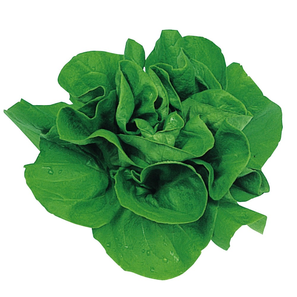 種 野菜たね レタス サラダ菜 1袋(5ml)