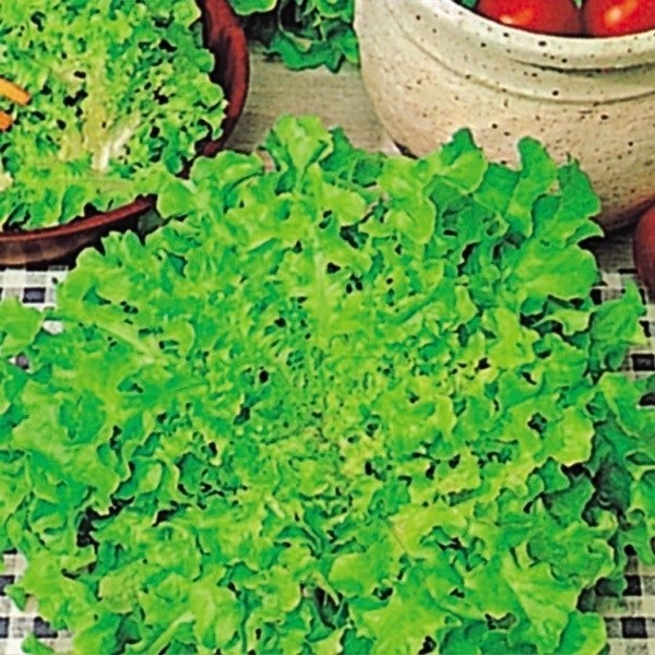 種 野菜たね レタス オークリーフ 1袋(2ml)