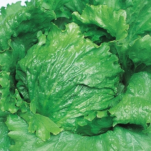 種 野菜たね レタス デンバーレタス 1袋(2ml)