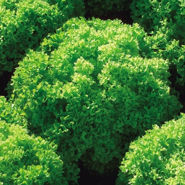 種 野菜たね レタス グリーンフリー 1袋(2ml)