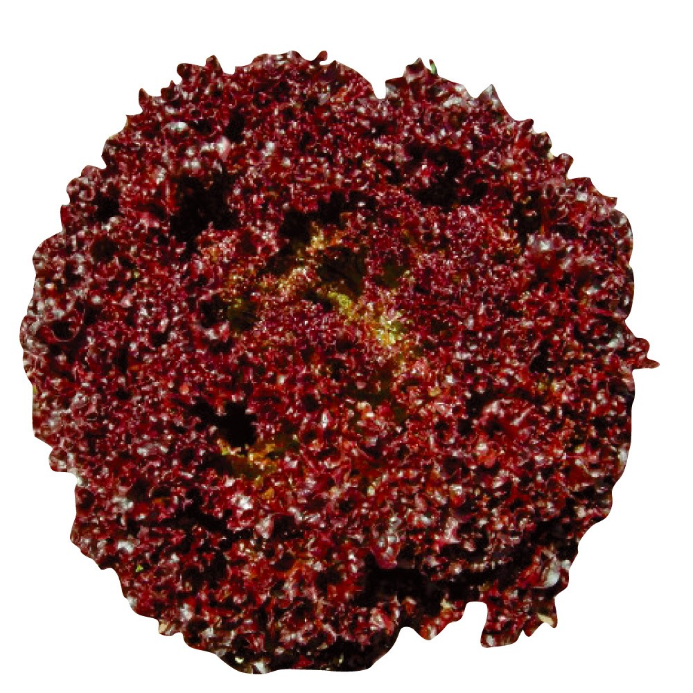 種 野菜たね レタス ロロロッサ 1袋(2ml)