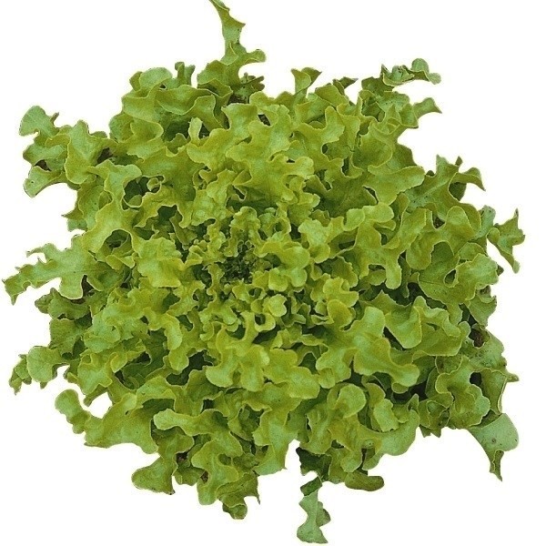 種 野菜たね レタス サラダボール 1袋(2ml)