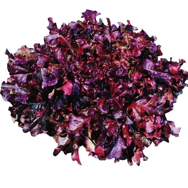 種 野菜たね レタス レッドサラダボール 1袋(2ml)