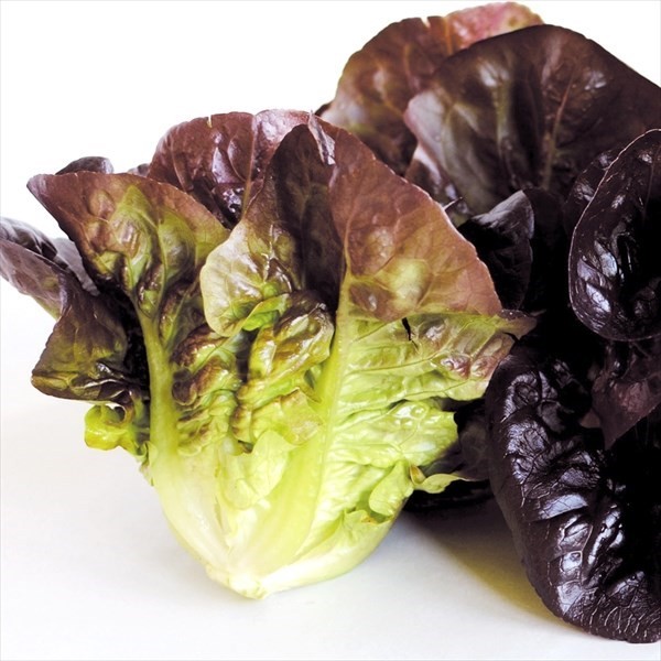 種 野菜たね レタス パリスタレッド 1袋(30粒)