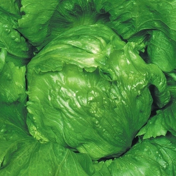 種 野菜たね レタス フレッシュポート 1袋(2ml)