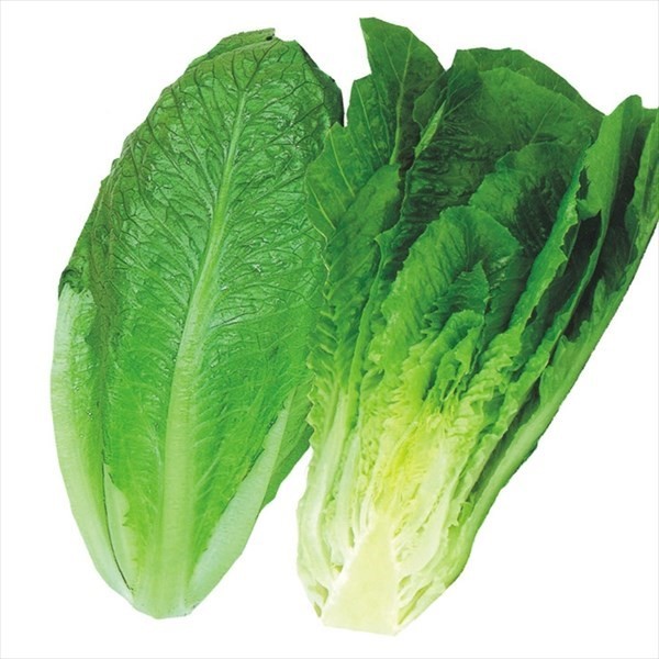 種 野菜たね レタス 晩抽コスレタス 1袋(2ml)