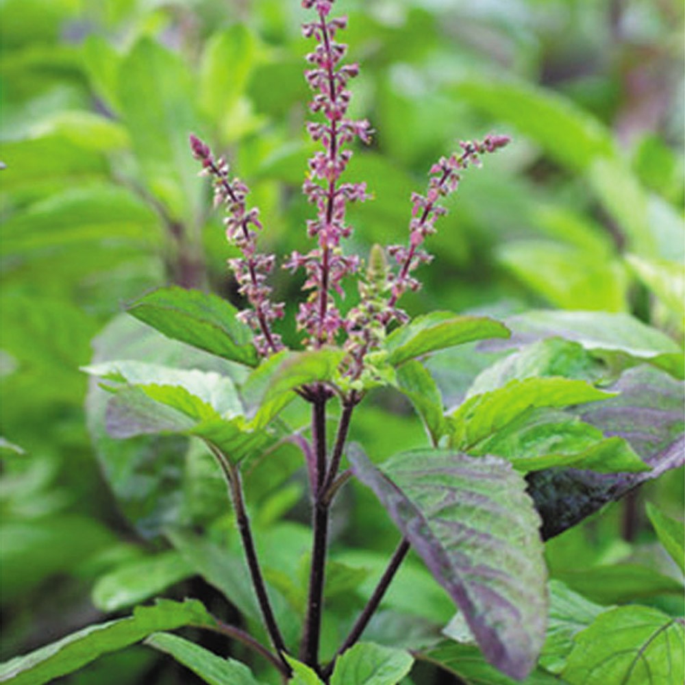 種 野菜たね ハーブ レッドホーリーバジル 1袋(0.5ml)