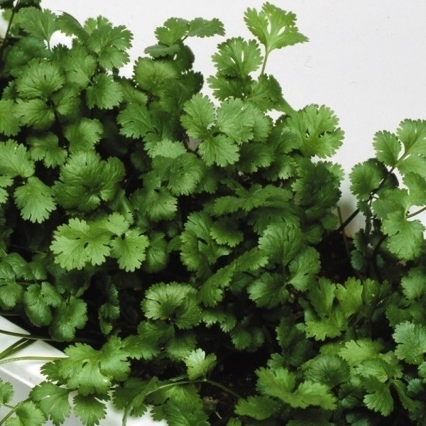 種 野菜たね ハーブ パクチー コリアンダー 1袋(3ml)