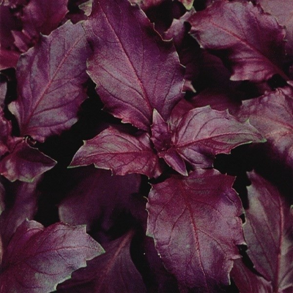 種 野菜たね ハーブ パープルバジル 1袋(2ml)