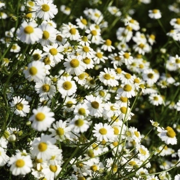 種 野菜たね ハーブ ジャーマンカモミール 1袋(0.2ml)