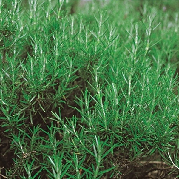 種 野菜たね ハーブ ローズマリー 1袋(0.1ml)