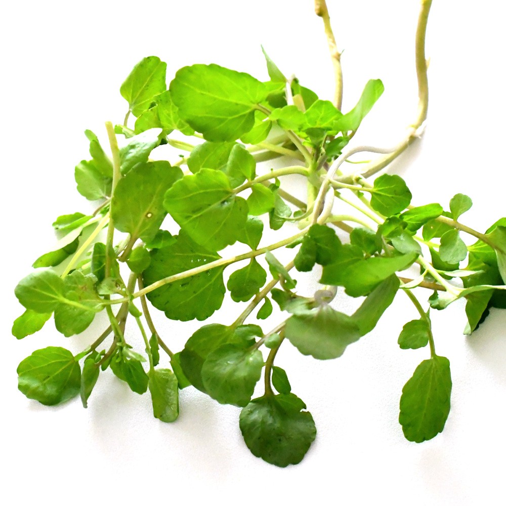 種 野菜たね ハーブ クレソン 1袋(1ml)