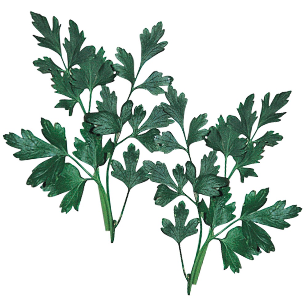 種 野菜たね ハーブ イタリアンパセリ 1袋(1ml)