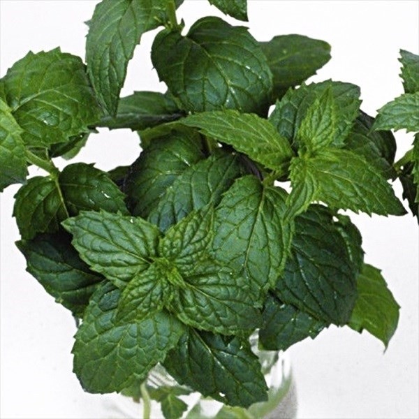 種 野菜たね ハーブ ペパーミント 1袋(0.2ml)