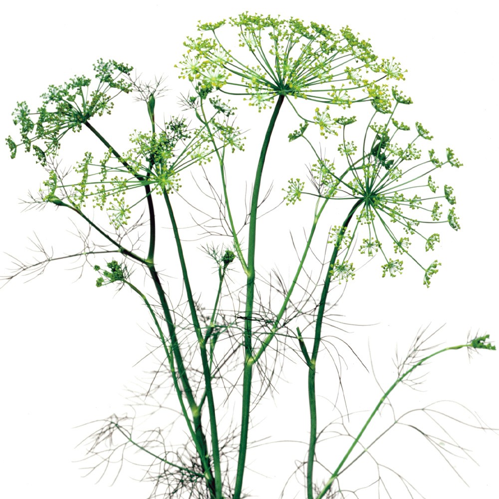 種 野菜たね ハーブ ディル 1袋(3ml)