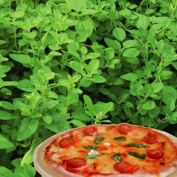 種 野菜たね ハーブ オレガノ 1袋(0.1ml)