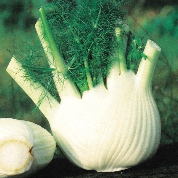 種 野菜たね ハーブ フェンネル 1袋(1ml)