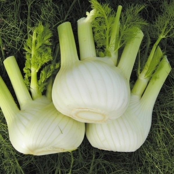 種 野菜たね ハーブ フェンネルロマネスコ 1袋(3ml)