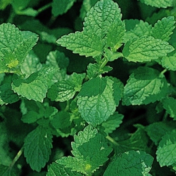 種 野菜たね ハーブ レモンバーム 1袋(1ml)