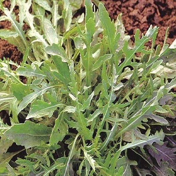 種 野菜たね ハーブ ワイルドルッコラ 1袋(2ml)