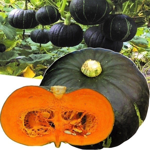 種 野菜たね カボチャ F1よくなるね 1袋(8粒)