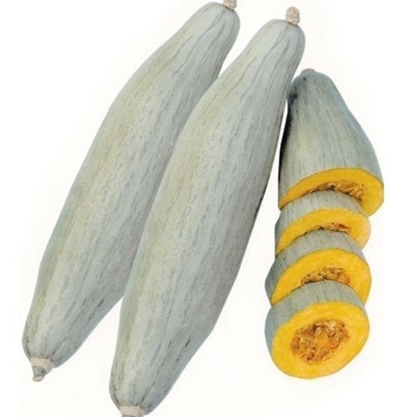 種 野菜たね カボチャ 飛騨かぼちゃ 1袋(8粒)