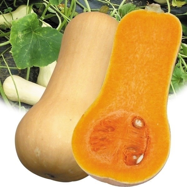 種 野菜たね カボチャ F1豊産ナッツ 1袋(8粒)