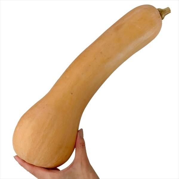 種 野菜たね カボチャ F1大型バターナッツ 1袋(8粒)