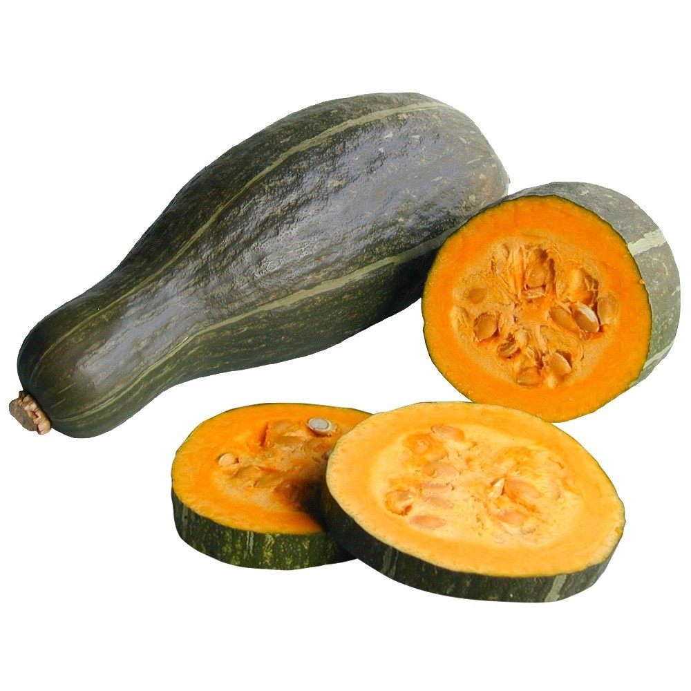 種 野菜たね カボチャ F1ながちゃん 1袋(5粒)