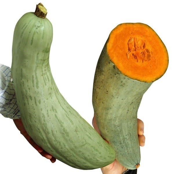 種 野菜たね カボチャ F1白長かぼちゃ 1袋(8粒)