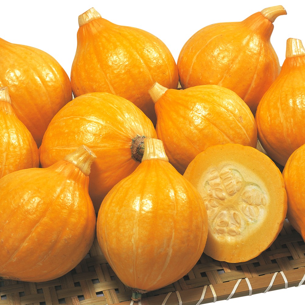 種 野菜たね カボチャ F1コリンキー 1袋(10粒)