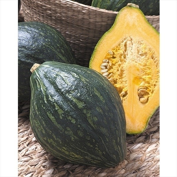 種 野菜たね カボチャ F1ロロン 1袋(8粒)