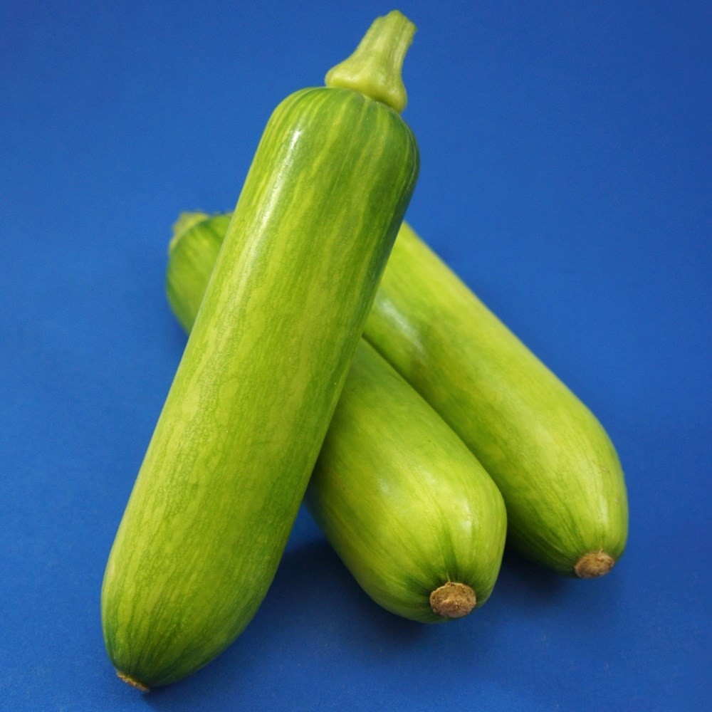 種 野菜たね カボチャ F1カボッキー 1袋(5粒)