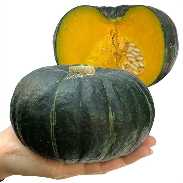 種 野菜たね カボチャ F1すずなりパンプティ 1袋(7粒)