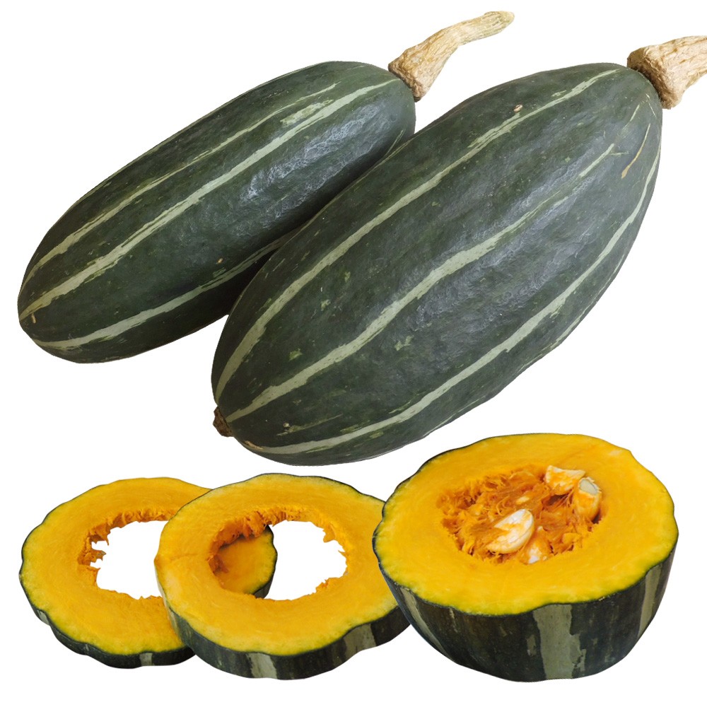 種 野菜たね カボチャ F1クリング 1袋(8粒)