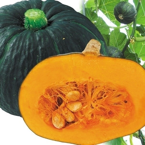 種 野菜たね カボチャ F1すずなりマロンちゃん 1袋(10粒)