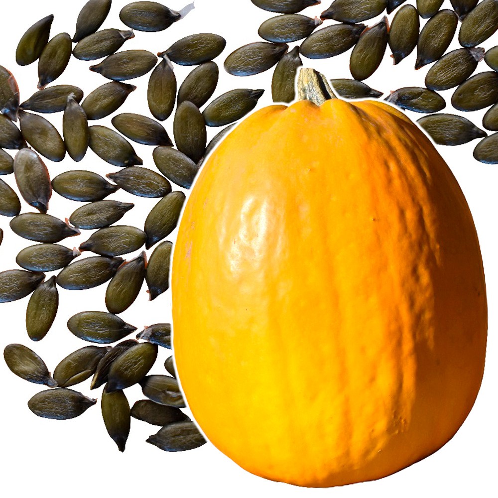 種 野菜たね カボチャ F1ゴールデンライト 品種登録出願中 1袋(7粒)