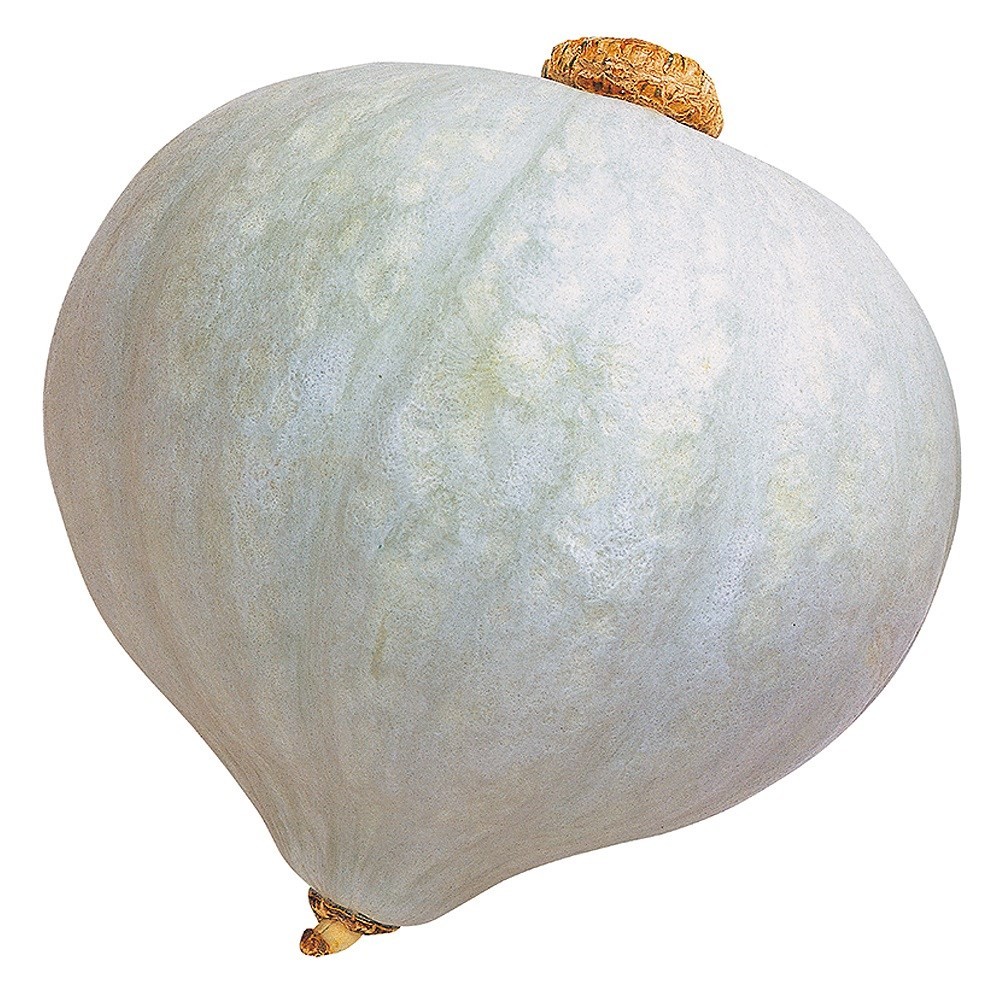 種 野菜たね カボチャ F1ホワイト栗浜 1袋(8粒)