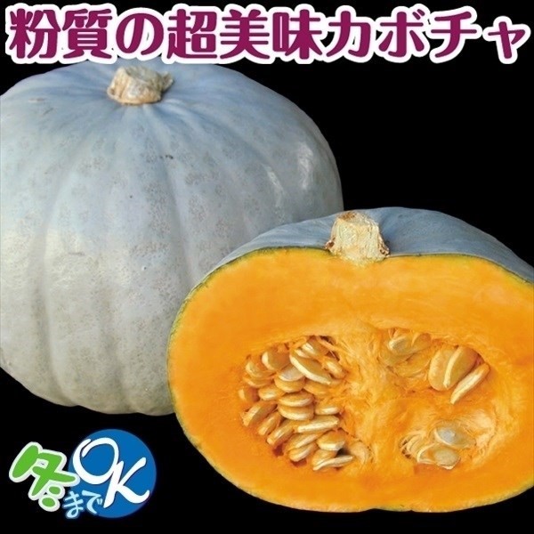 種 野菜たね カボチャ F1雪美人EX 1袋(10粒)