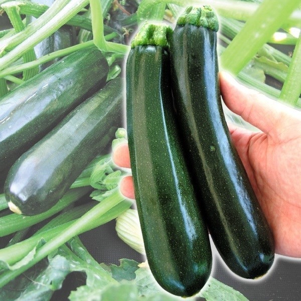 種 野菜たね ズッキーニ F1グリーンスターズ 1袋(5粒)