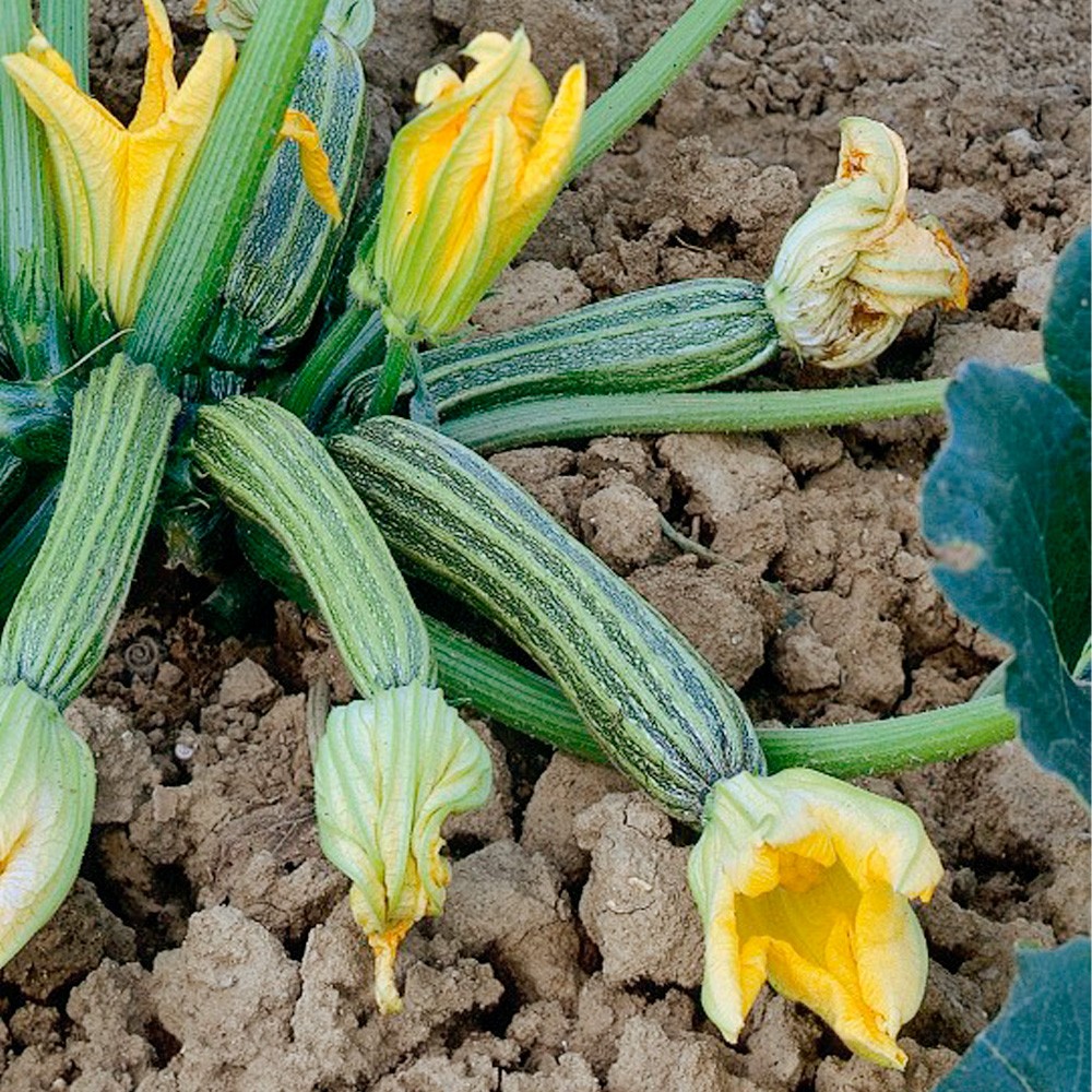 種 野菜たね ズッキーニ F1ストライプズッキーニ 1袋(8粒)