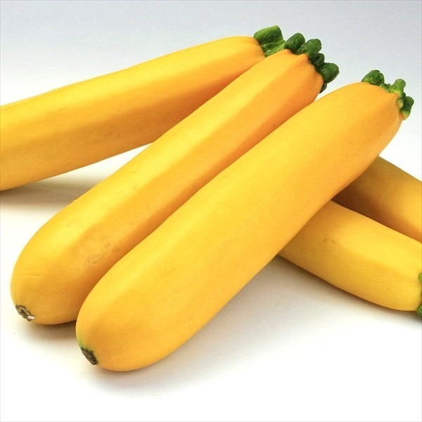 種 野菜たね ズッキーニ F1ゼルダ・ジャッロ 1袋(10粒)